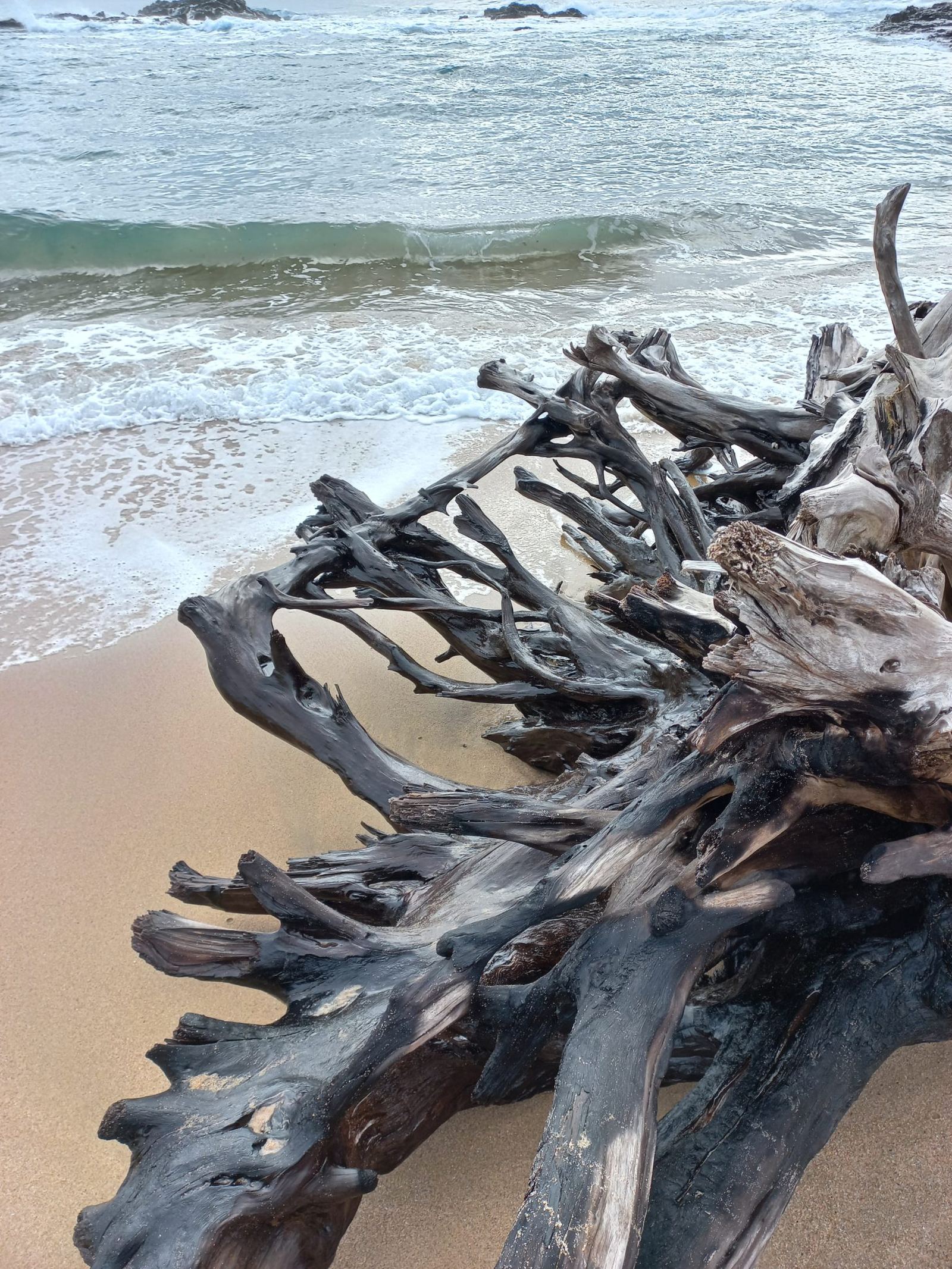 Driftwood gathered together on the sand above the tide line
