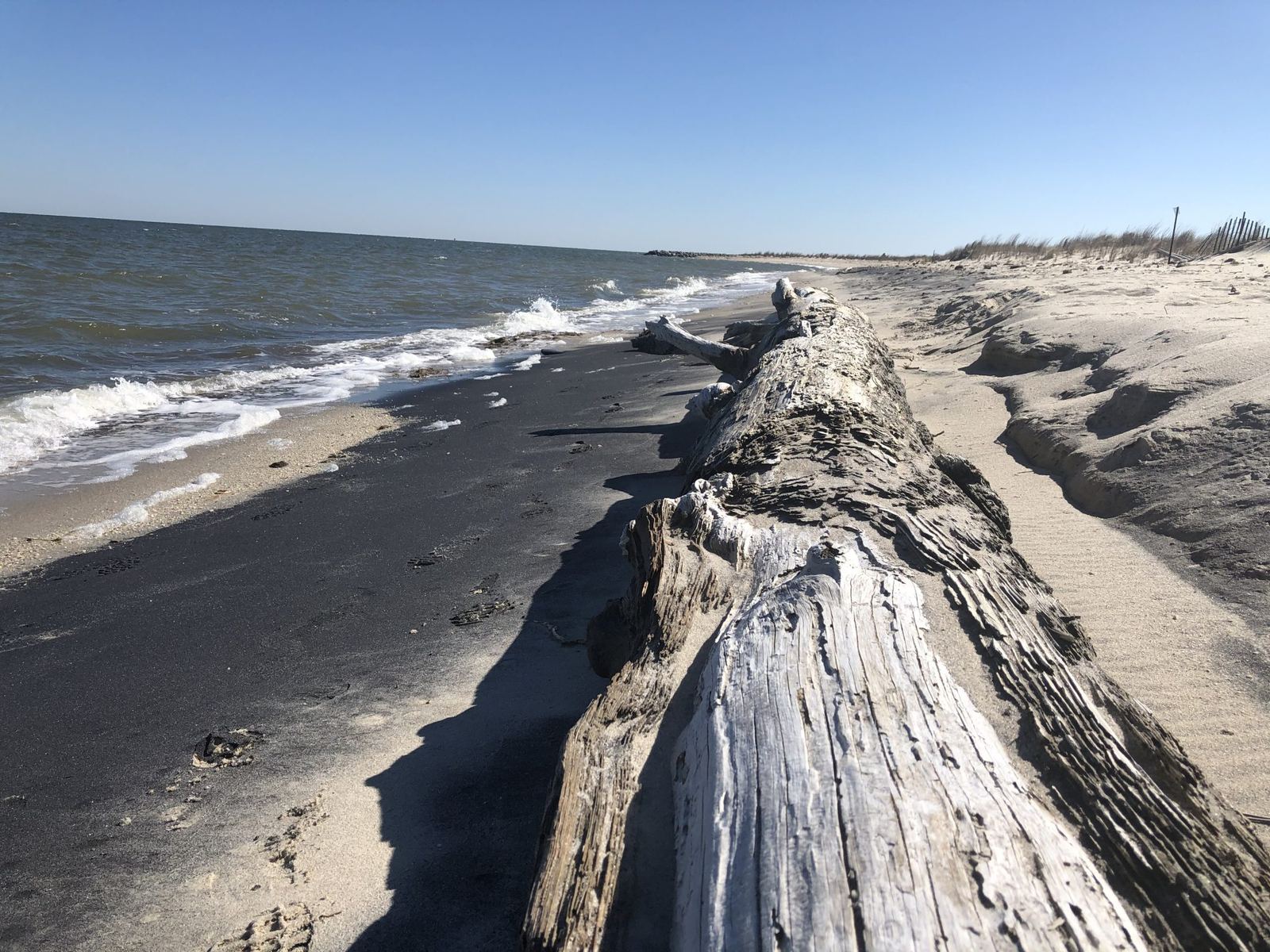 A weathered driftwood log resting along a windswept beach