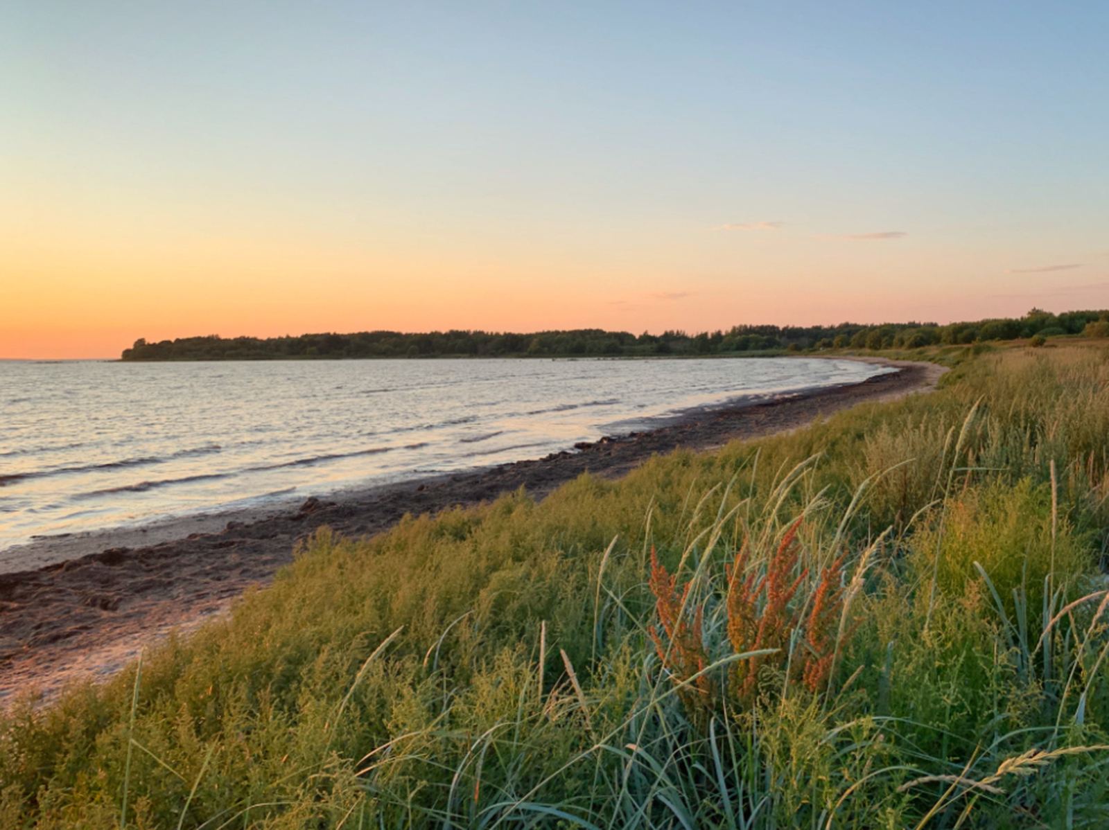 Dune grass bending in low light along a coastal ridge