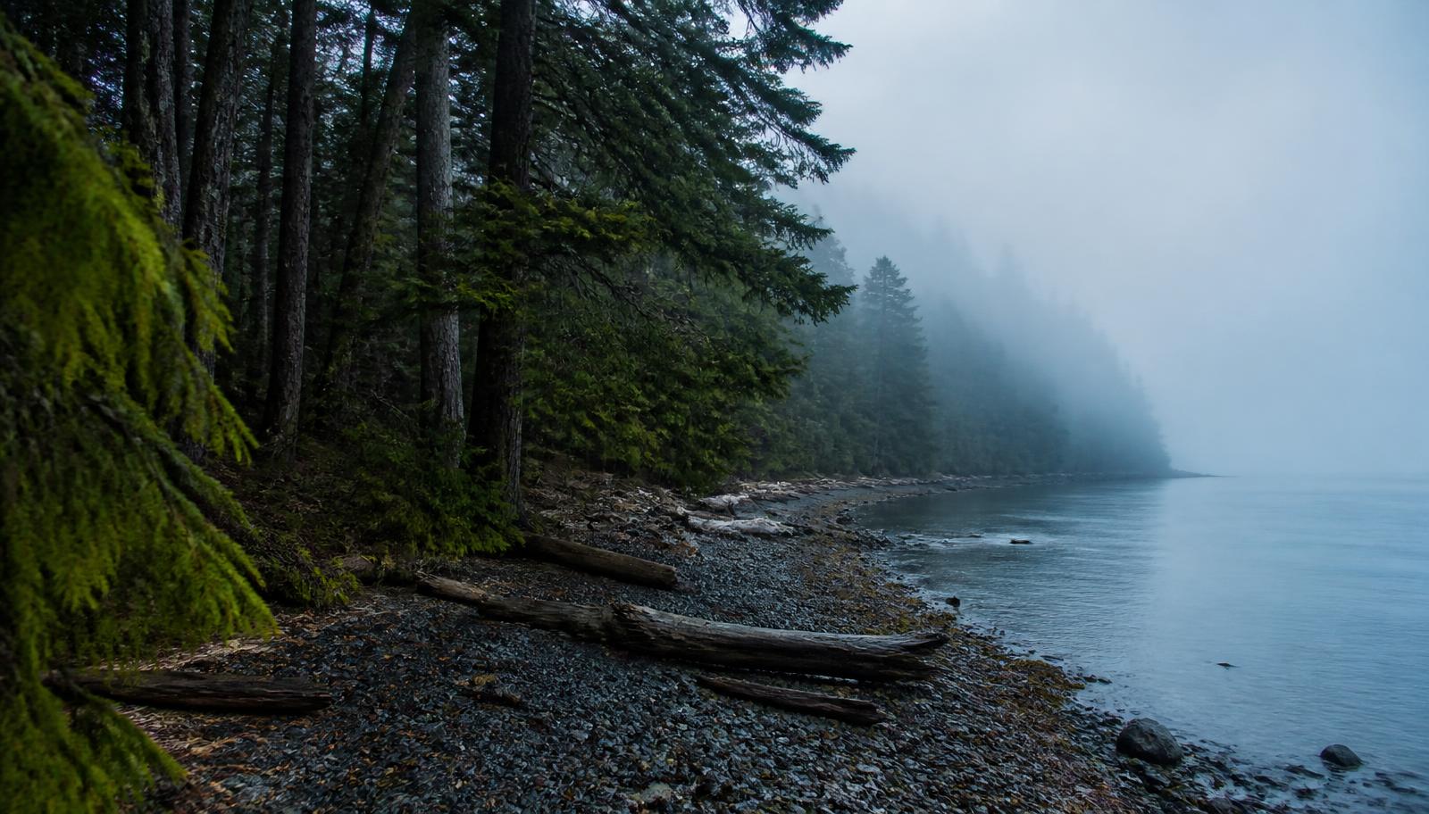 Forest edge meeting a stony beach on Vancouver Island